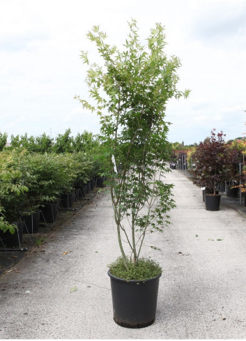 ACER palmatum En pot de 25-30 litres