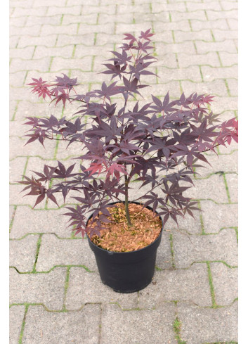 ACER palmatum BLOODGOOD En pot de 4-5 litres