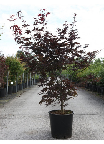 ACER palmatum BLOODGOOD En pot de 15-20 litres