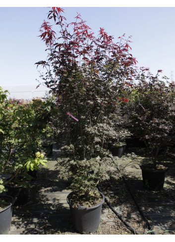 ACER palmatum BLOODGOOD En pot de 50-70 litres