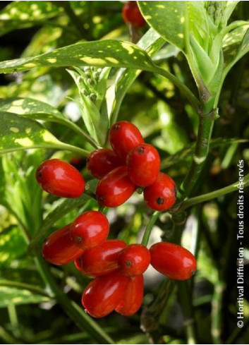 AUCUBA japonica CROTONIFOLIA