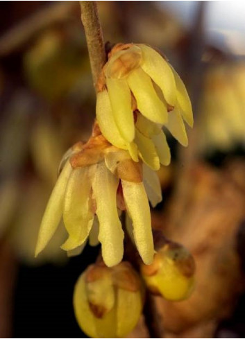 CHIMONANTHUS praecox