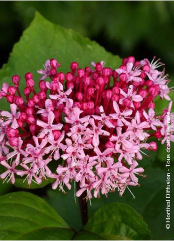 CLERODENDRUM bungei