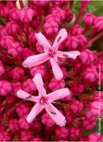 CLERODENDRUM bungei