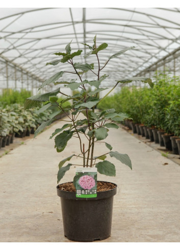 CLERODENDRUM bungei En pot de 10-12 litres