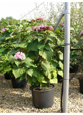 CLERODENDRUM bungei En pot de 25-30 litres