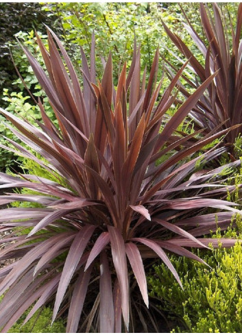 CORDYLINE australis RED STAR