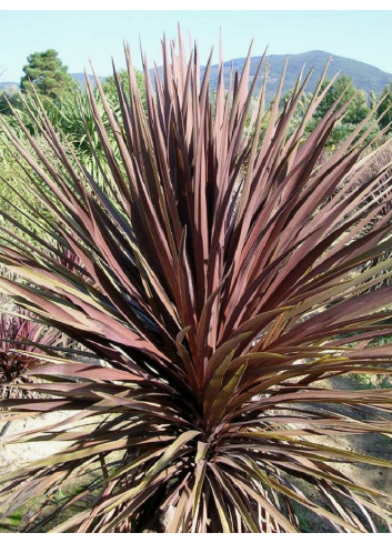 CORDYLINE australis RED STAR