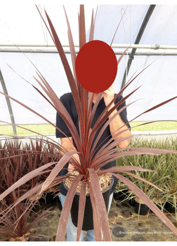 CORDYLINE australis RED STAR En pot de 4-5 litres