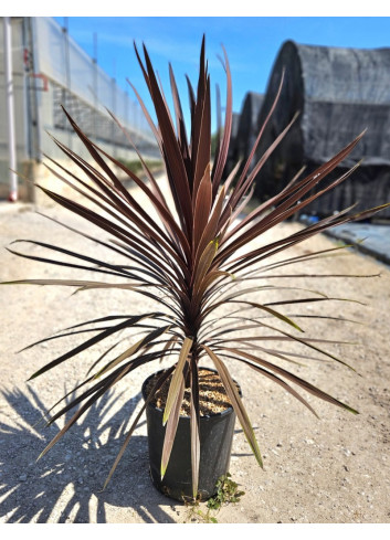 CORDYLINE australis RED STAR En pot de 7-10 litres