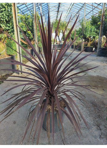 CORDYLINE australis RED STAR En pot de 15-20 litres