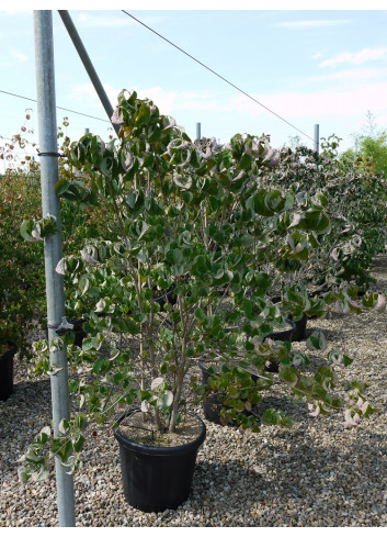 CORNUS florida RUBRA En pot de 25-30 litres