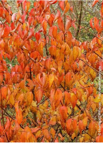 CORNUS mas