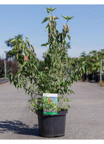 CORNUS mas En pot de 5-7 litres