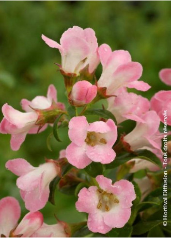 ESCALLONIA APPLE BLOSSOM