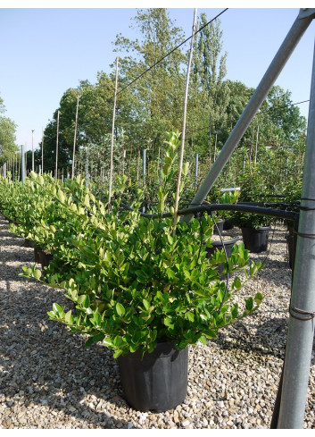 EUONYMUS japonicus En pot de 15-20 litres