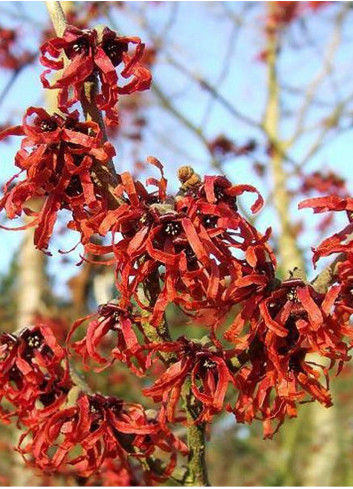 HAMAMELIS intermedia RUBY GLOW