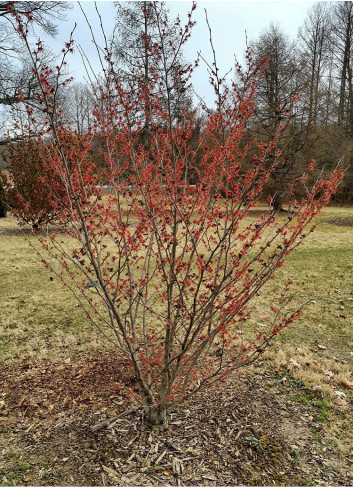 HAMAMELIS intermedia RUBY GLOW