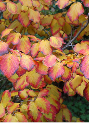 HAMAMELIS intermedia RUBY GLOW