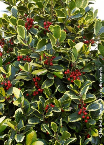 ILEX altaclerensis Golden King