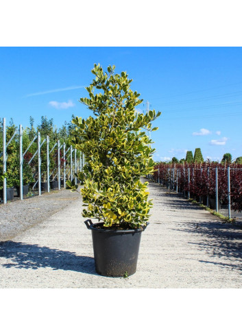 JUNIPERUS chinensis STRICTA En pot de 35-50 litres