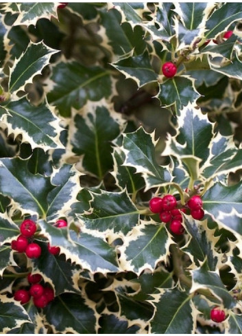 ILEX aquifolium ARGENTEA MARGINATA