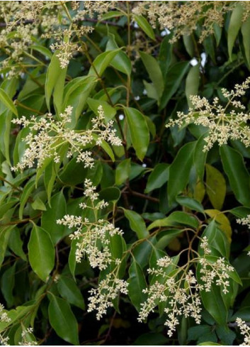 LIGUSTRUM japonicum