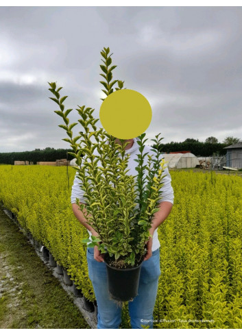 LIGUSTRUM ovalifolium AUREUM En pot de 4-5 litres