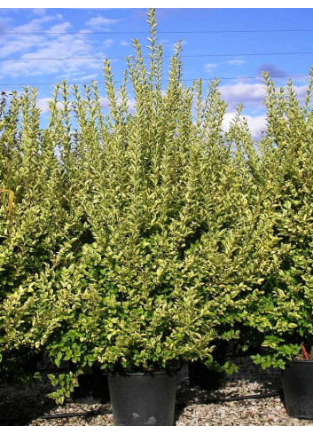 LIGUSTRUM ovalifolium AUREUM En pot de 35-50 litres