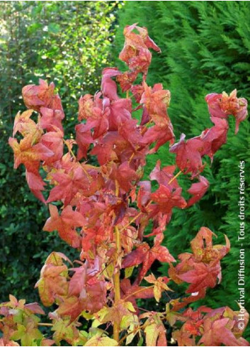 LIQUIDAMBAR styraciflua GOLDEN SUN