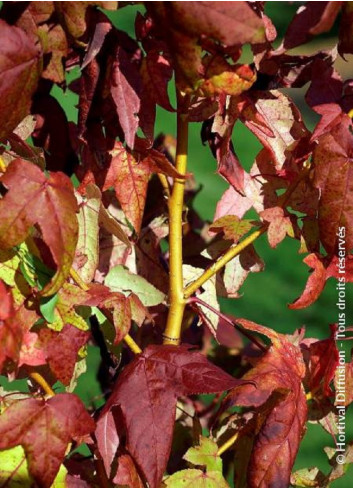 LIQUIDAMBAR styraciflua GOLDEN SUN