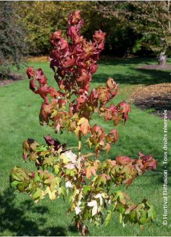 LIQUIDAMBAR styraciflua GOLDEN SUN