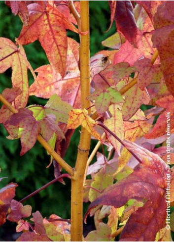 LIQUIDAMBAR styraciflua GOLDEN SUN