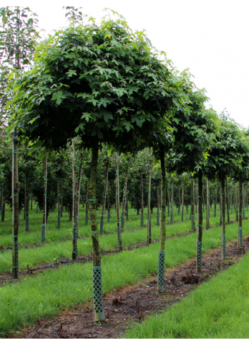 LIQUIDAMBAR styraciflua GUMBALL