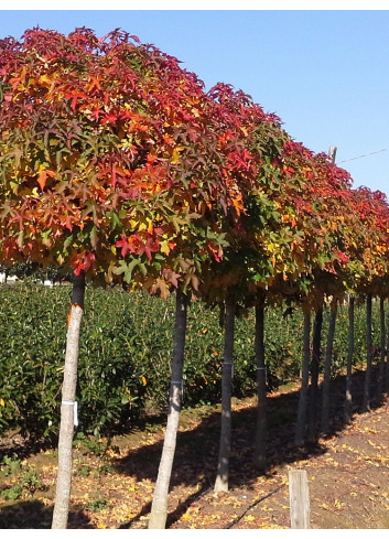 LIQUIDAMBAR styraciflua GUMBALL