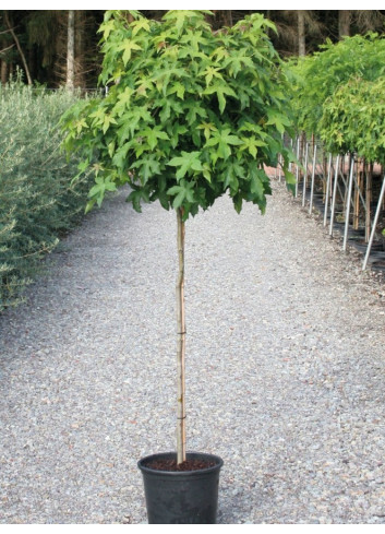 LIQUIDAMBAR styraciflua GUMBALL En pot de 15-20 litres forme tige hauteur du tronc 110-130 cm