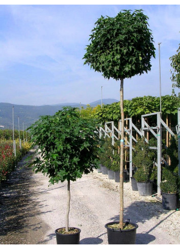 LIQUIDAMBAR styraciflua GUMBALL En pot de 35-50 litres forme tige hauteur du tronc 180-200 cm