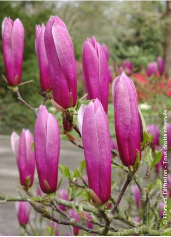 MAGNOLIA liliiflora NIGRA