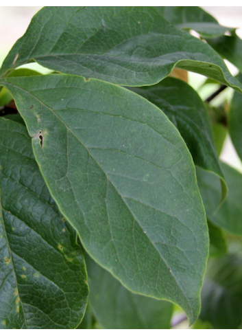 MAGNOLIA liliiflora NIGRA