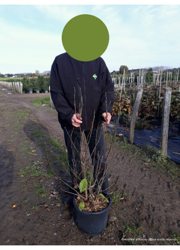 MAGNOLIA liliiflora NIGRA En pot de 15-20 litres