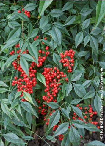 NANDINA domestica