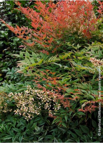 NANDINA domestica