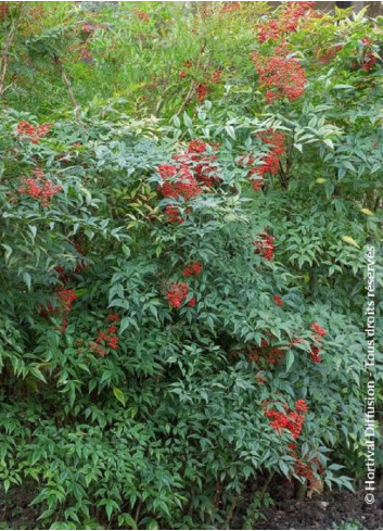 NANDINA domestica