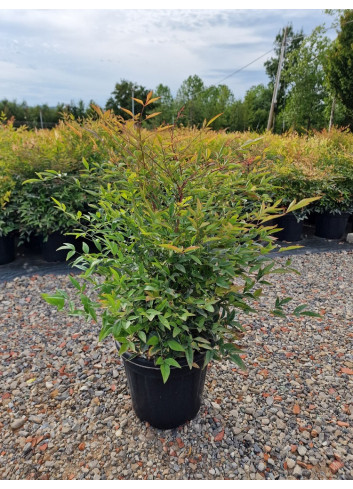 NANDINA domestica En pot de 10-12 litres