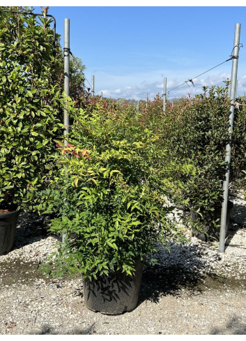 NANDINA domestica En pot de 35-50 litres