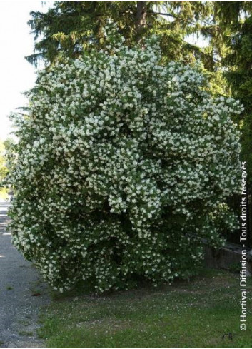 PHILADELPHUS coronarius