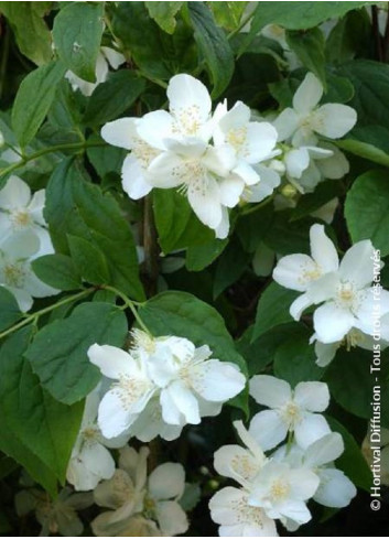 PHILADELPHUS coronarius