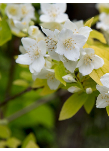 PHILADELPHUS coronarius AUREUS