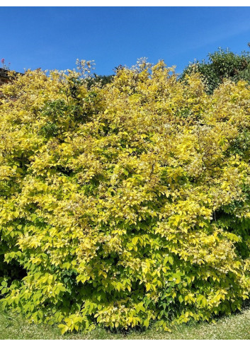 PHILADELPHUS coronarius AUREUS