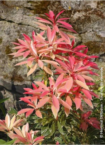 PIERIS japonica FLAMING SILVER